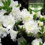 Azalea japonica 'Schneeperle', Азалія японська 'Шнееперле',C5 - горщик 5л, фото 5