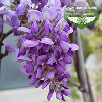 Гліцинія (Wisteria)