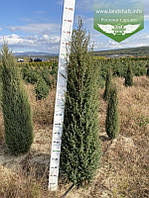 Juniperus communis 'Hibernica', Ялівець звичайний 'Гіберніка',C2 - горщик 2л