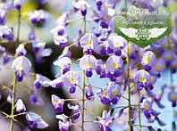 Wisteria floribunda 'Burford', Гліцинія рясноквітуча 'Барфорд',блакитний,C5 - горщик 5л,H150+ см