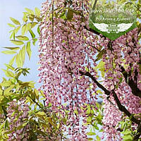 Wisteria floribunda 'Rosea/Honbeni', Гліцинія рясноквітуча 'Розеа/Хонбені',C2 - горщик 2л,60-80см