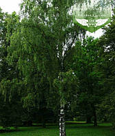 Betula pendula, Береза повисла,WRB - ком/сітка,140-160см