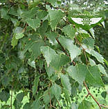 Betula pendula, Береза повисла,WRB - ком/сітка,350-400см,12-14см, фото 2