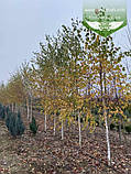 Betula pendula, Береза повисла,WRB - ком/сітка,14-16cm,400-450см, фото 4