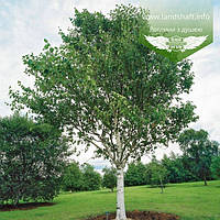 Betula utilis var. jacquemontii, Береза корисна Жакмана,WRB - ком/сітка,TG2-4,200-250см