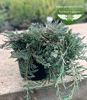 Juniperus horizontalis 'Wiltonii', Ялівець повзучий 'Вілтоні',P9 - горщик 9х9х9