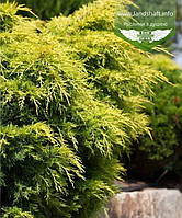 Juniperus x media 'Golden Saucer', Ялівець середній 'Голден Саусер',C2 - горщик 2л