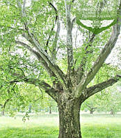 Platanus x acerifolia, Платан кленолистій,P9 — гірник 9х9х9,40-45 см