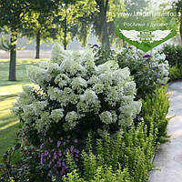 Hydrangea paniculata 'Bobo', Гортензія волотиста 'Бобо',C25 - горщик 20-25л