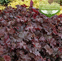 Heuchera 'Chocolate Ruffles', Гейхера 'Чоклейт Рафлз',C2 - горщик 2л