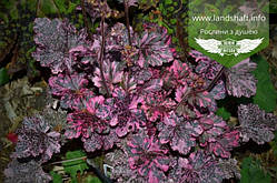 Heuchera 'Midnight Rose Select', Гейхера 'Міднайт Роуз Селект',C2 - горщик 2л