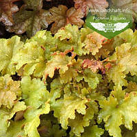 Heuchera hybrida 'Amber Waves', Гейхера гібридна 'Амбер Вейвз',C2 - горщик 2л