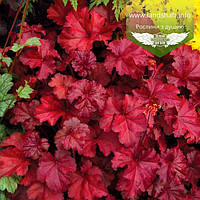 Heuchera hybrida 'Fire Chief', Гейхера гібридна 'Файр Чіф',P9 - горщик 9х9х9