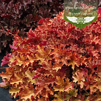 Heuchera hybrida 'Ginger Peach', Гейхера гібридна 'Джінджер Піч',C2 - горщик 2л