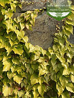 Parthenocissus tricuspidata 'Fenway Park', Дівочий виноград тризагострений 'Фенвей Парк',C2 - горщик 2л