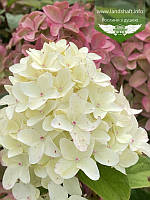 Hydrangea paniculata 'Magical Candle', Гортензія волотиста 'Меджікел Кендл',C5 - горщик 5л