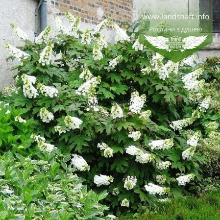 Hydrangea quercifolia 'Snow Queen', Гортензія дуболиста 'Сноу Квін',30-40 см,C3.6 - горщик 3,6л