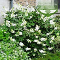 Hydrangea quercifolia 'Snow Queen', Гортензія дуболиста 'Сноу Квін',30-40 см,C3.6 - горщик 3,6л