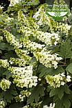 Hydrangea quercifolia 'Snow Queen', Гортензія дуболиста 'Сноу Квін',30-40 см,C3.6 - горщик 3,6л, фото 4