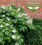 Hydrangea quercifolia 'Snow Queen', Гортензія дуболиста 'Сноу Квін',30-40 см,C3.6 - горщик 3,6л, фото 6