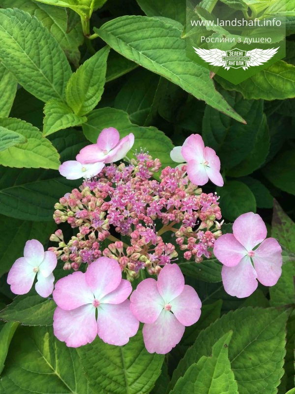 Hydrangea serrata 'Bluebird', Гортензія пилкова 'Блудьорд", C2 — гірник 2 л