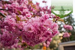 Prunus serrulata 'Kanzan-Zakura', Вишня дрібнопильчаста 'Канзан' сакура,C18 - горщик 18л,200см