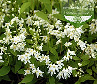 Deutzia gracilis 'Nikko', Дейція витончена 'Нікко',30-40 см,C3.6 - горщик 3,6л