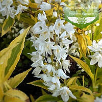 Deutzia gracilis 'Variegata', Дейція витончена 'Варієгата',C2 - горщик 2л