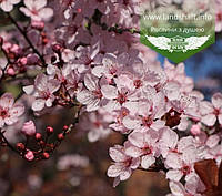 Prunus cerasifera 'Nigra', Слива розлога 'Нігра',WRB - ком/сітка,PA140-160,TG8-10,200-250см