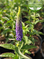 Veronica longifolia 'First Glory', Вероніка довголиста 'Фьорст Глорі',C2 - горщик 2л