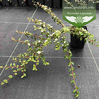 Cotoneaster horizontalis mix, Кизильник горизонтальний в асортименті,P9 - горщик 9х9х9