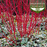 Cornus alba 'Sibirica', Дерен білий 'Сібіріка',C5 - горщик 5л