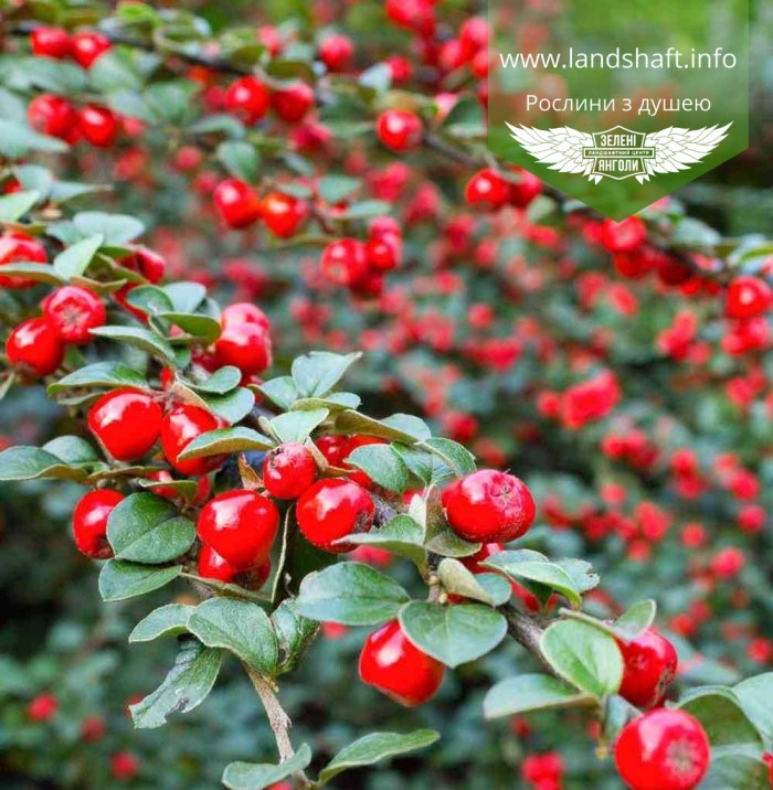 Cotoneaster x suecicus 'Coral Beauty', Кизильник гібридний 'Корал Бюті',P9 - горщик 9х9х9 - фото 1 - id-p1901299162