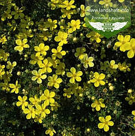 Potentilla fruticosa 'Bella Lindsey', Лапчатка кущова 'Белла Ліндсі',30-40 см,C3.6 - горщик 3,6л