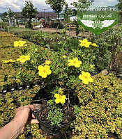 Potentilla fruticosa 'Elizabeth', Лапчатка кущова 'Елізабет',C2 - горщик 2л