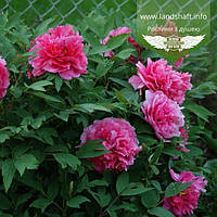 Півонія (Paeonia)