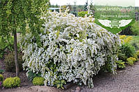 Spiraea vanhouttei 'Gold Fountain', Спірея Вангутта 'Голд Фонтейн',C2 - горщик 2л