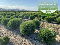 Thuja occidentalis 'Globosa', Туя західна 'Глобоза',WRB - ком/сітка,D80-100см