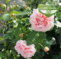 Rosa 'Aphrodite', Троянда чайно-гібридна 'Афродіта',BR - голий корінь