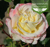 Rosa 'Athena', Троянда чайно-гібридна 'Атена',C5-C7 - горщик 5-7л