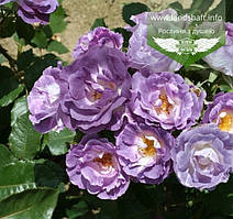 Rosa 'Blue For You', Троянда флорібунда 'Блу Фор Ю',C5-C7 — гірник 5-7 л