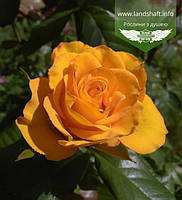 Rosa 'Kerio', Троянда чайно-гібридна 'Керіо',BR - голий корінь