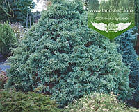 Chamaecyparis pisifera 'Squarrosa', Кипарисовик горохоплідний 'Сквароза',WRB - ком/сітка,160-180см