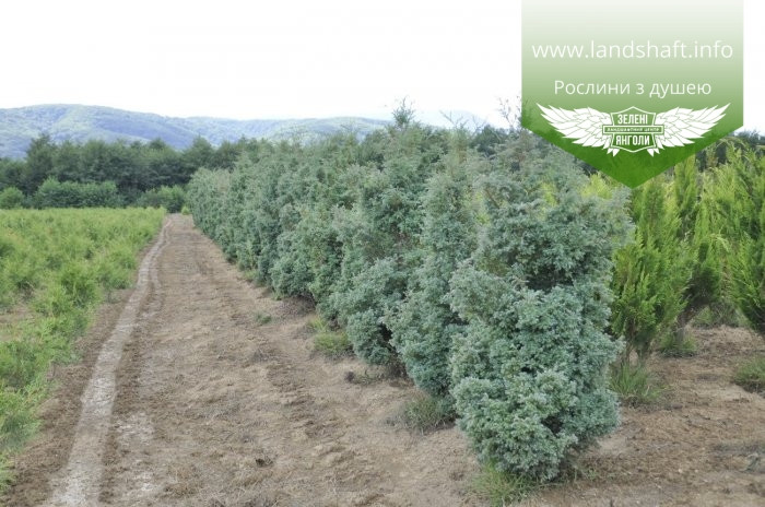 Chamaecyparis pisifera 'Squarrosa', Кипарисовик горохоплідний 'Сквароза',WRB - ком/сітка,180-200см - фото 2 - id-p1901294047