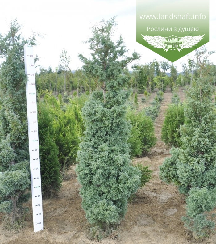 Chamaecyparis pisifera 'Squarrosa', Кипарисовик горохоплідний 'Сквароза',WRB - ком/сітка,180-200см - фото 4 - id-p1901294047