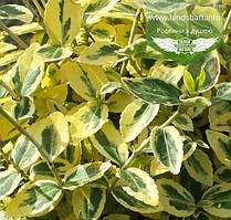 Euonymus fortunei 'Emerald 'n Gold', Бересклет Форчуна 'Емералд Енд Голд',C2 - горщик 2л,35-45см