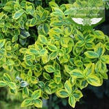 Euonymus fortunei 'Emerald 'n Gold', Бересклет Форчуна 'Емералд Енд Голд',C2 - горщик 2л,35-45см, фото 3