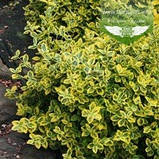 Euonymus fortunei 'Emerald 'n Gold', Бересклет Форчуна 'Емералд Енд Голд',C2 - горщик 2л,35-45см, фото 6