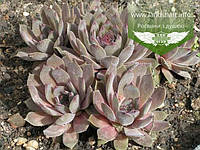 Sempervivum tectorum 'Julia', Молодило покрівельне 'Юлія',P9 - горщик 9х9х9