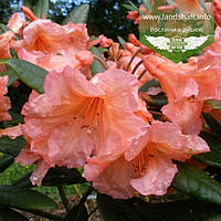 Rhododendron 'Tortoiseshell Orange', Рододендрон 'Тортесшел Оранж',80-90см,C18 - горщик 18л